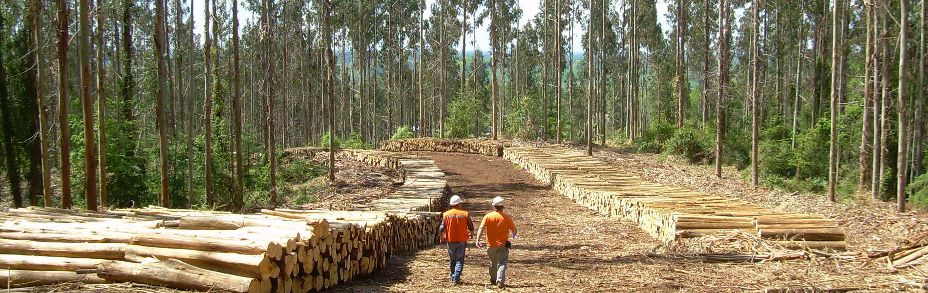 Profoas - Asociación de Propietarios Forestales de Asturias
