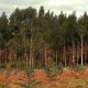 Comprar montes forestales en Asturias, negocio en alza